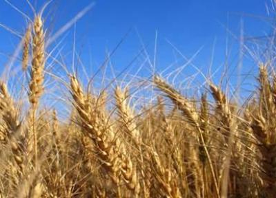 افزایش نرخ جو در برابر گندم ، زنگ خطر برای فراوری گندم به صدا در آمد